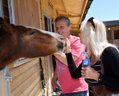 Horses