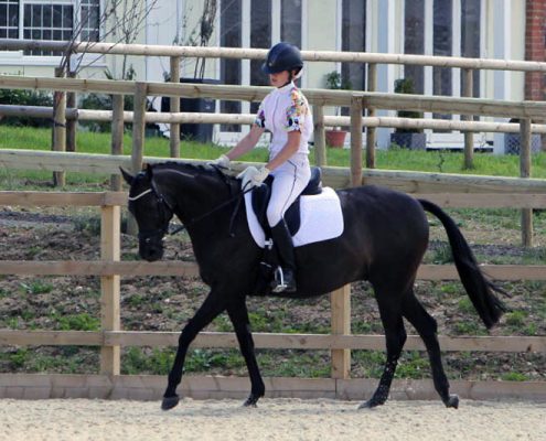 Dressage