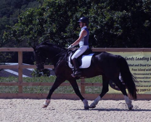 Dressage
