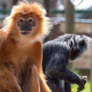 Monkey Haven