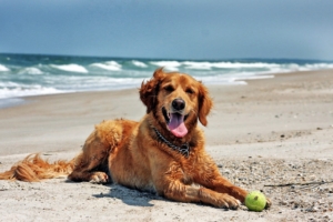 dog beach